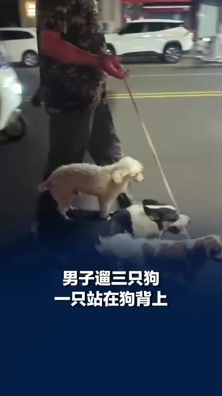 男子遛狗一只竟站在另一只背上