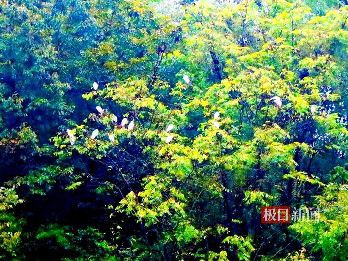 白鹭栖树梢 山村入画来