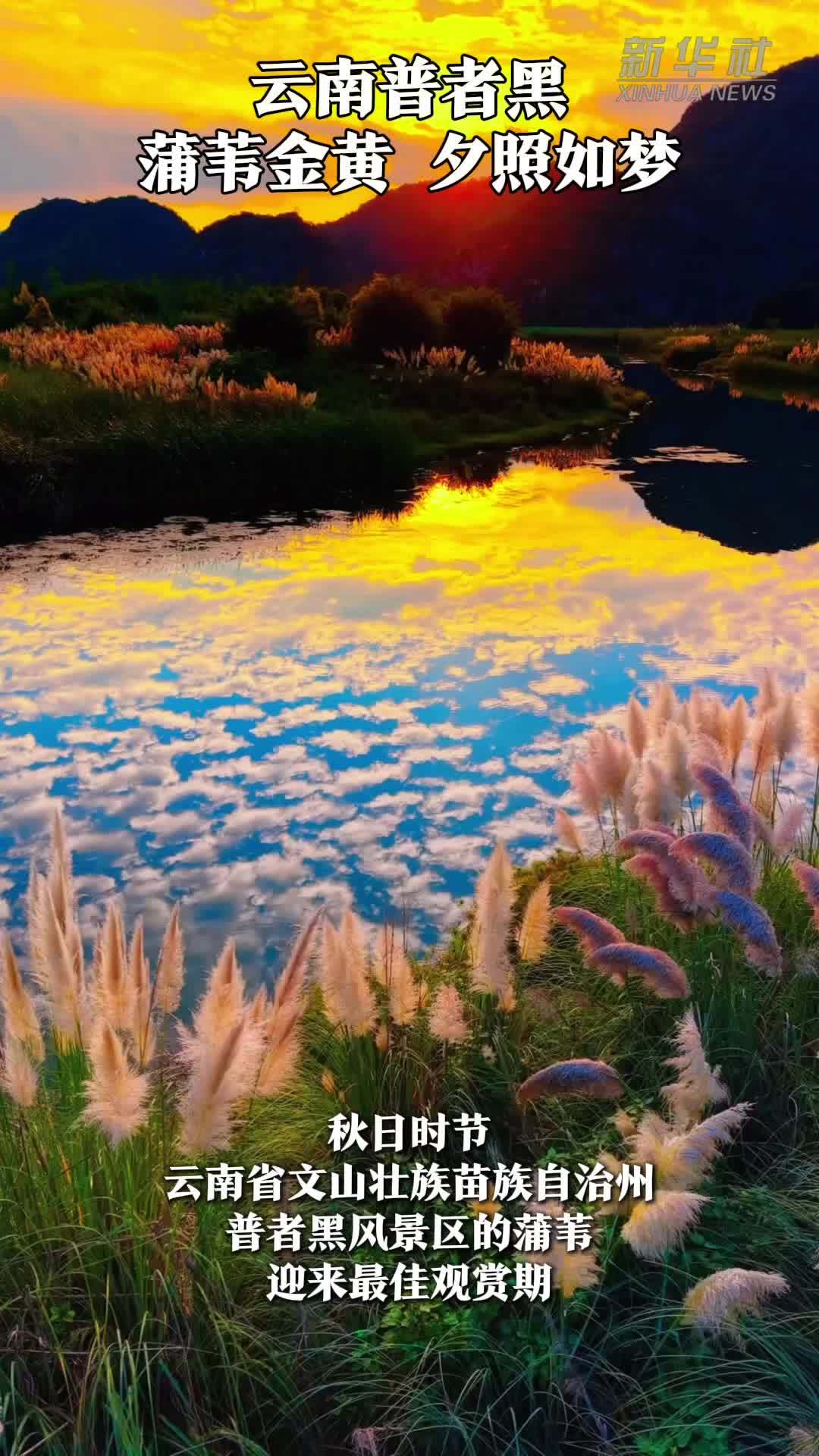 云南普者黑：蒲苇金黄，夕照如梦