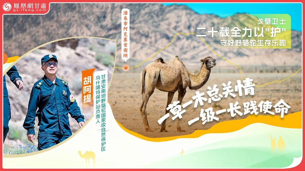 风闻丨戈壁卫士二十载全力以“护”　守好野骆驼生存乐园