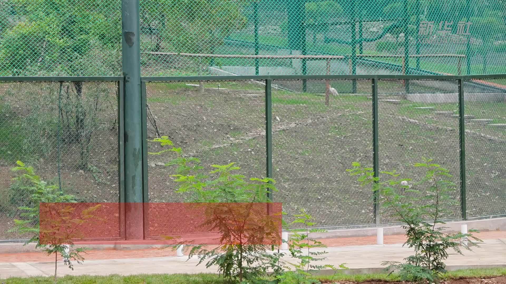 我国朱鹮野外种群重建迈出关键一步