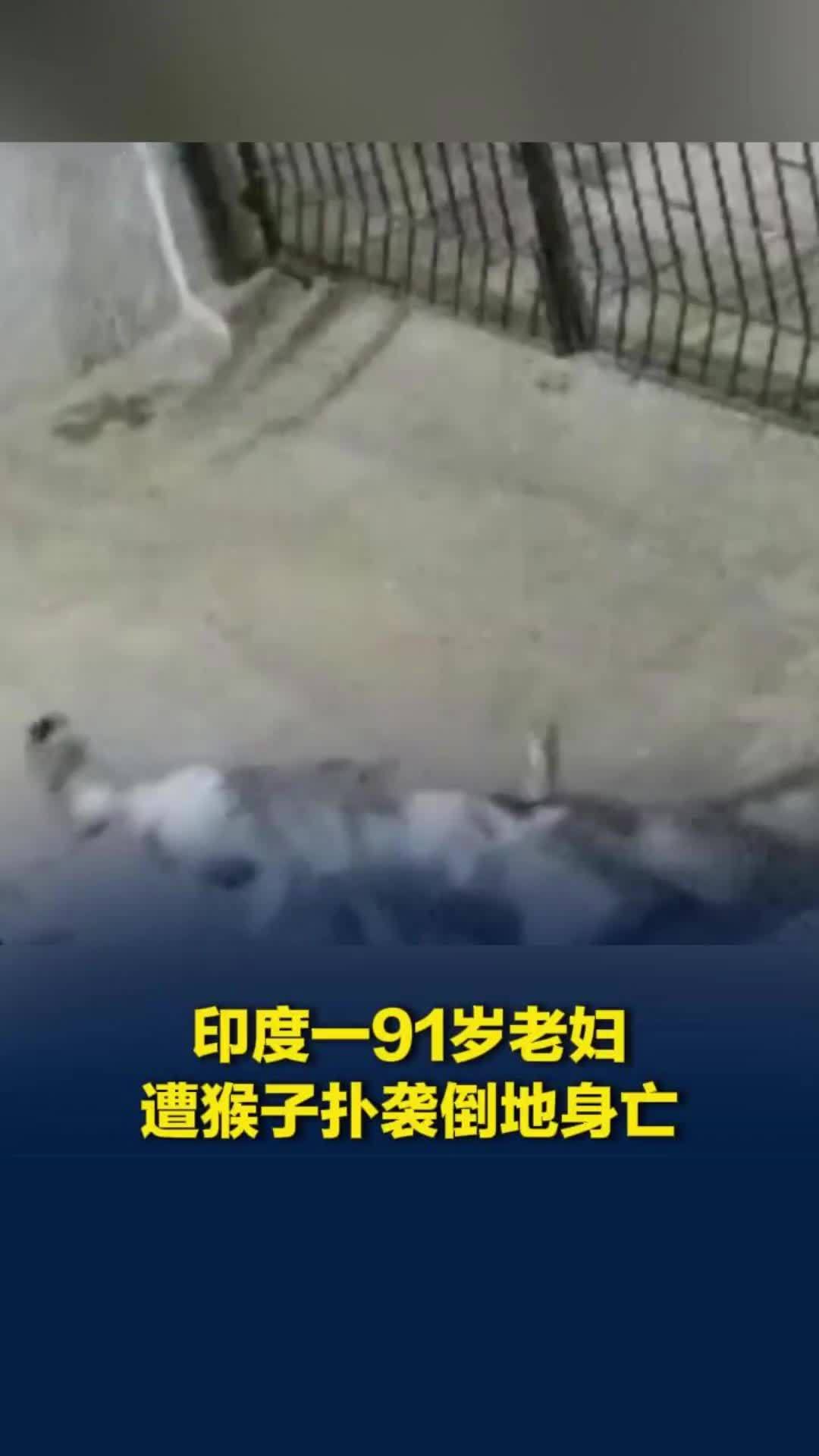 印度一91岁老妇在自家院中遭猴子扑袭倒地身亡，家人前来施救也遭袭击