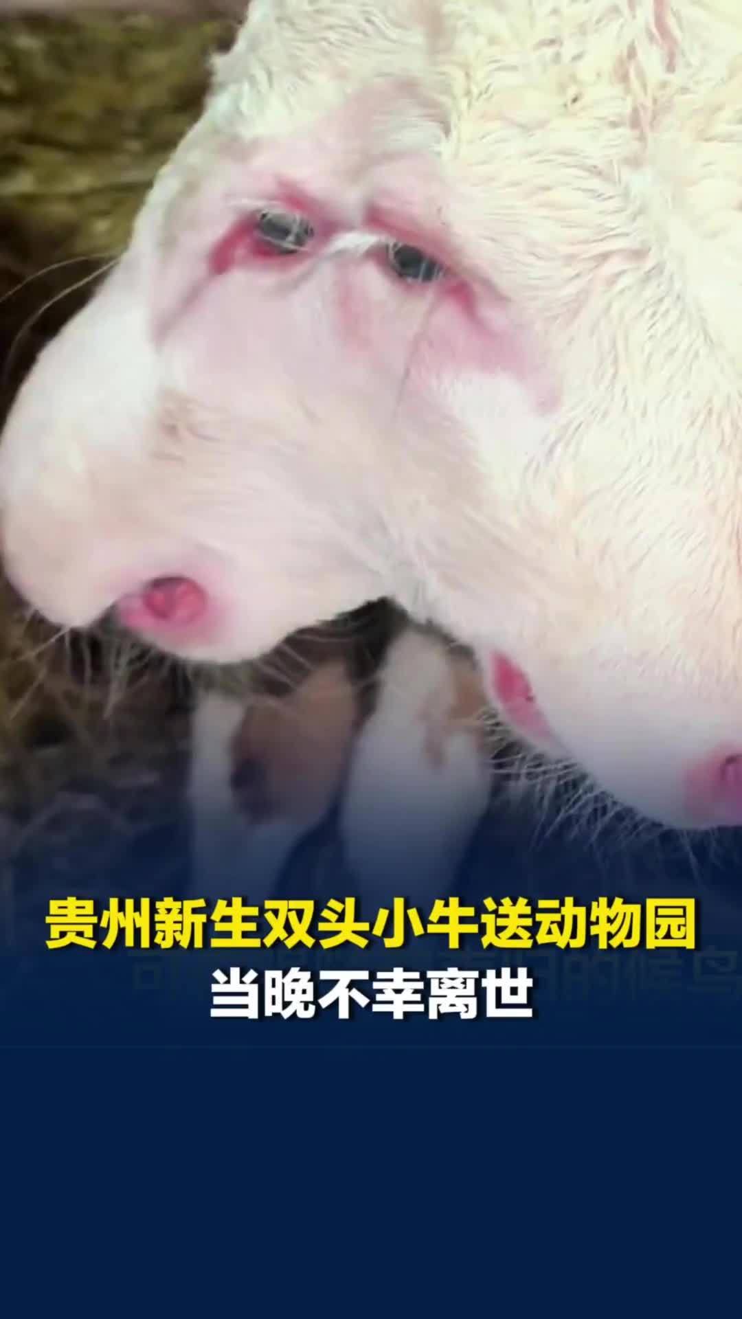 贵州男子将新生“双头小牛”送动物园，网友提议直播挣钱，动物园：送来当晚离世了