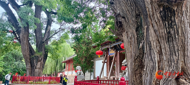 天水南郭寺千年国槐