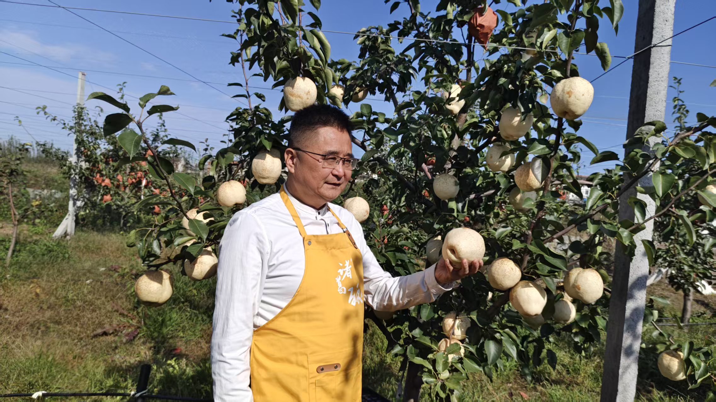 诸葛酥梨,重塑中国北方高端水果新标杆:从火山岩到文化果的时代突围