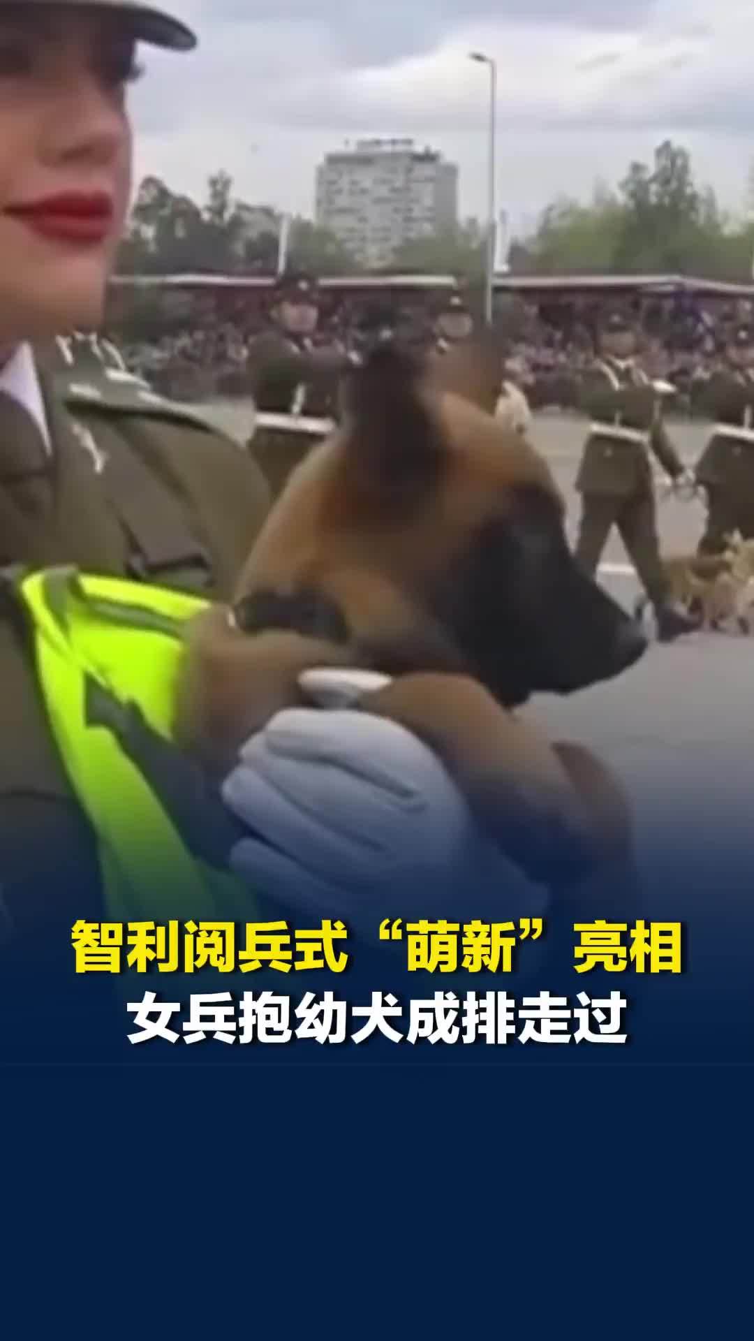 智利阅兵式“萌新”亮相！新一代受训警犬随队同行，女兵抱幼犬成排走过