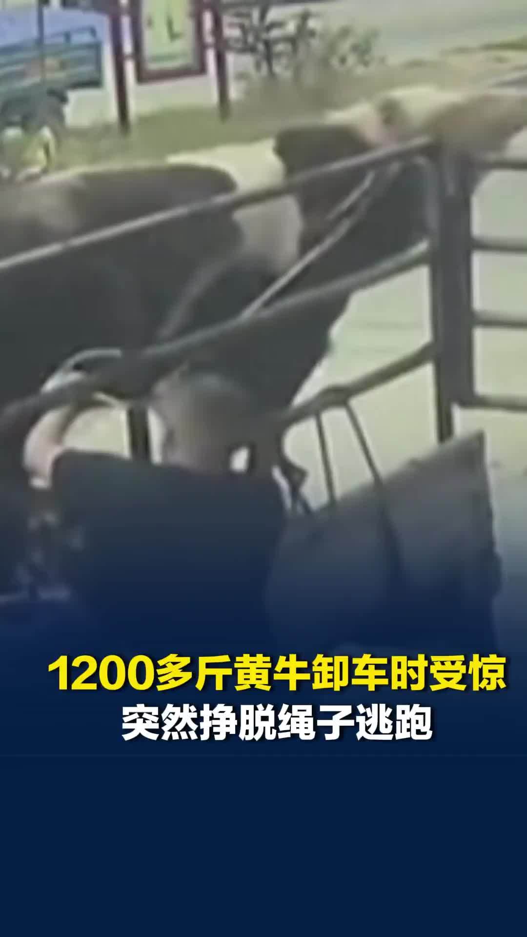 1200多斤黄牛卸车时受惊，突然挣脱绳子逃跑，老板：追了1公里将其带回