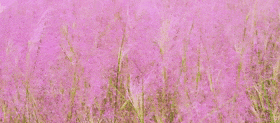 西坞粉黛花海[00_00_36--00_00_38].gif