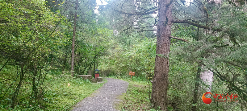 贵清山古树林荫道