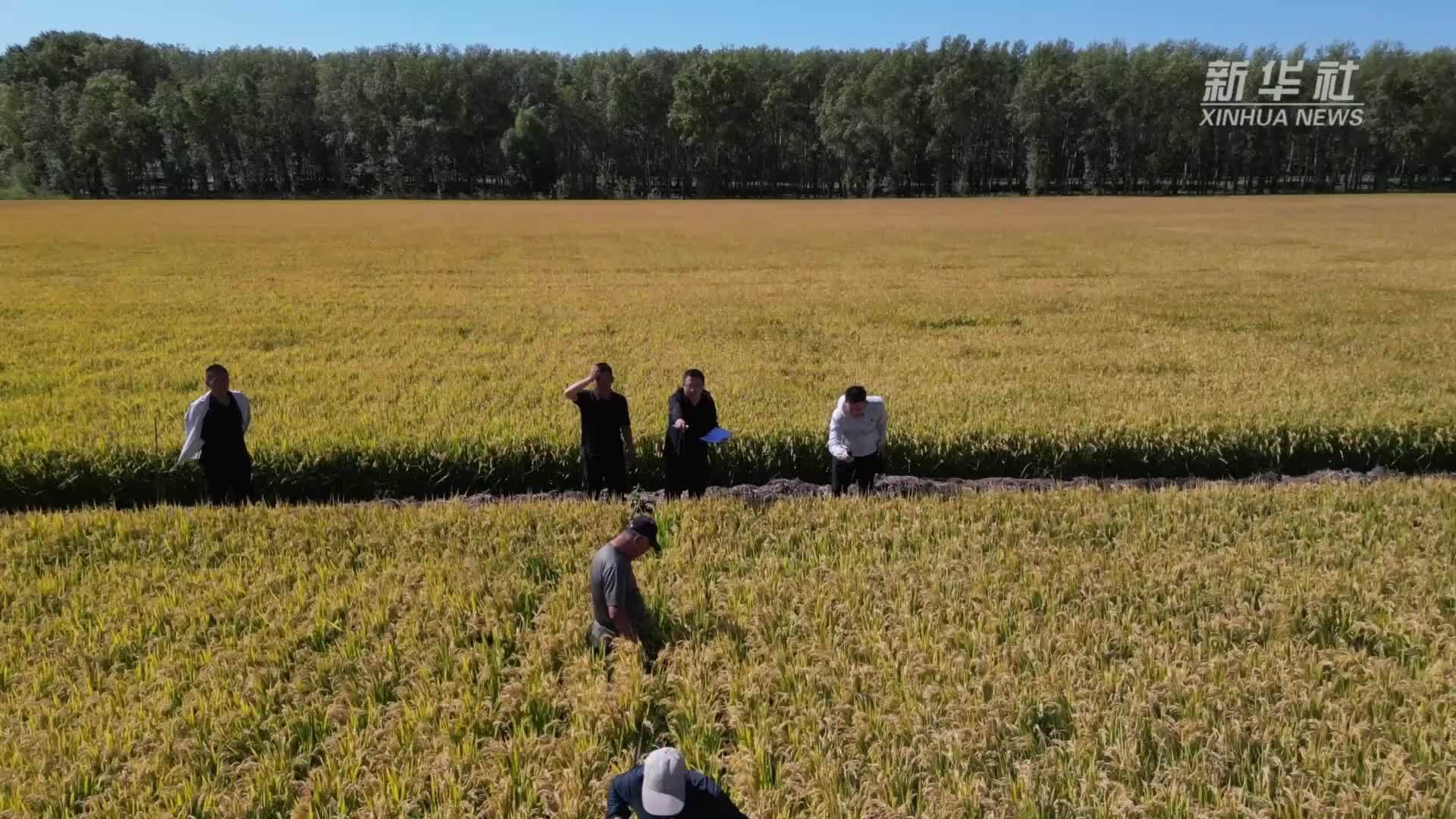 扎根12载，他是盐碱地里的“水稻医生”