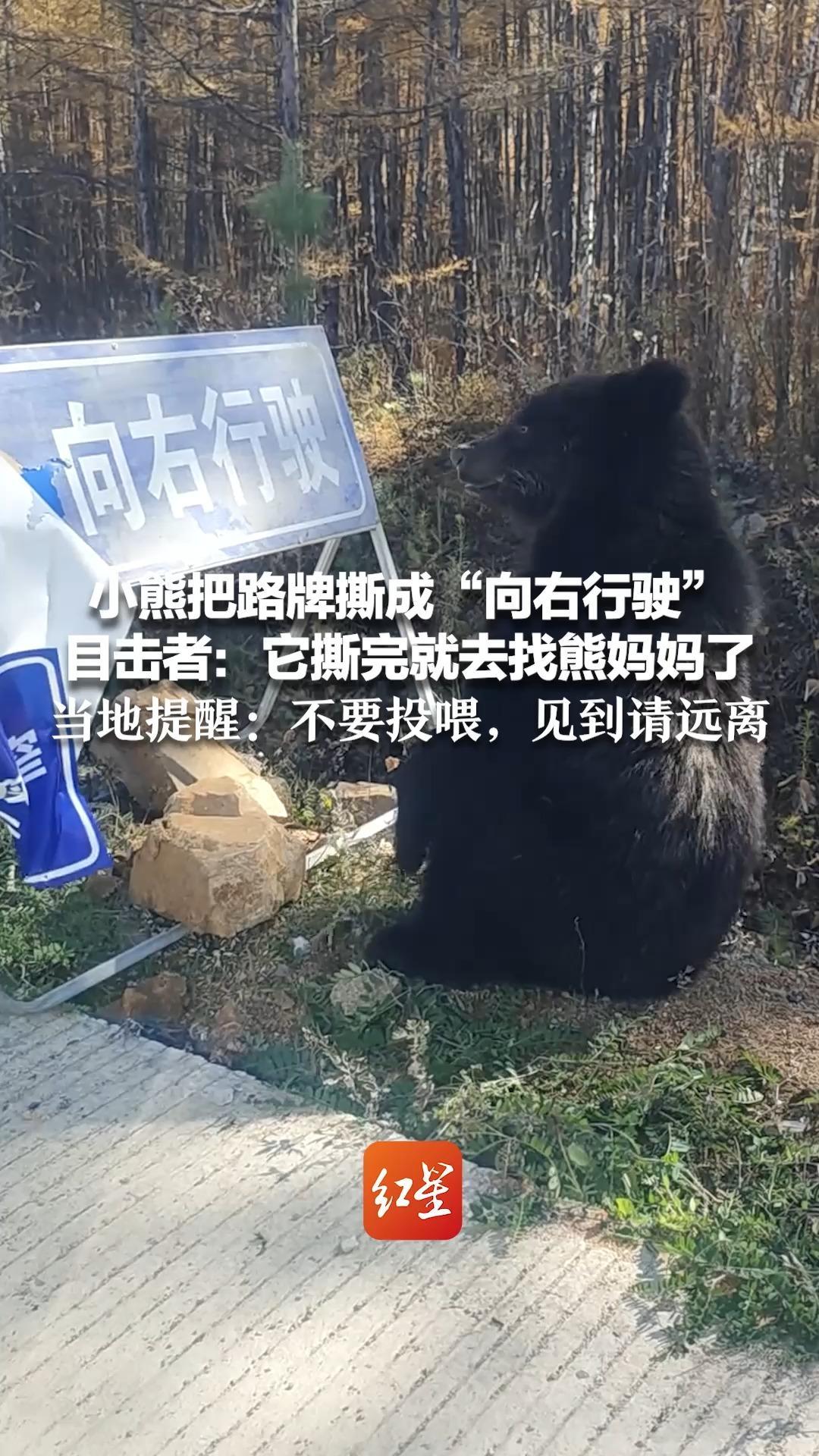 小熊把路牌撕成“向右行驶”目击者：它撕完就去找熊妈妈了 当地提醒：车玻璃根本挡不住熊 不要投喂，见到请远离