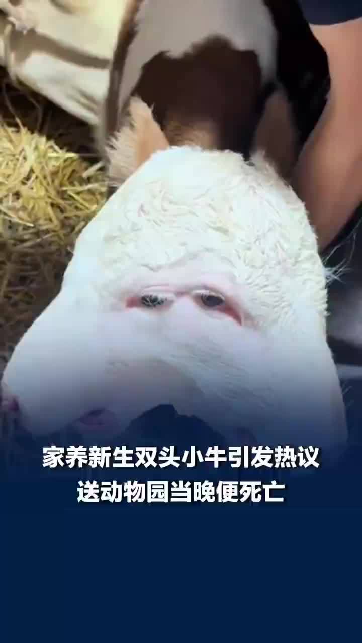 男子将双头小牛送动物园后当晚死亡