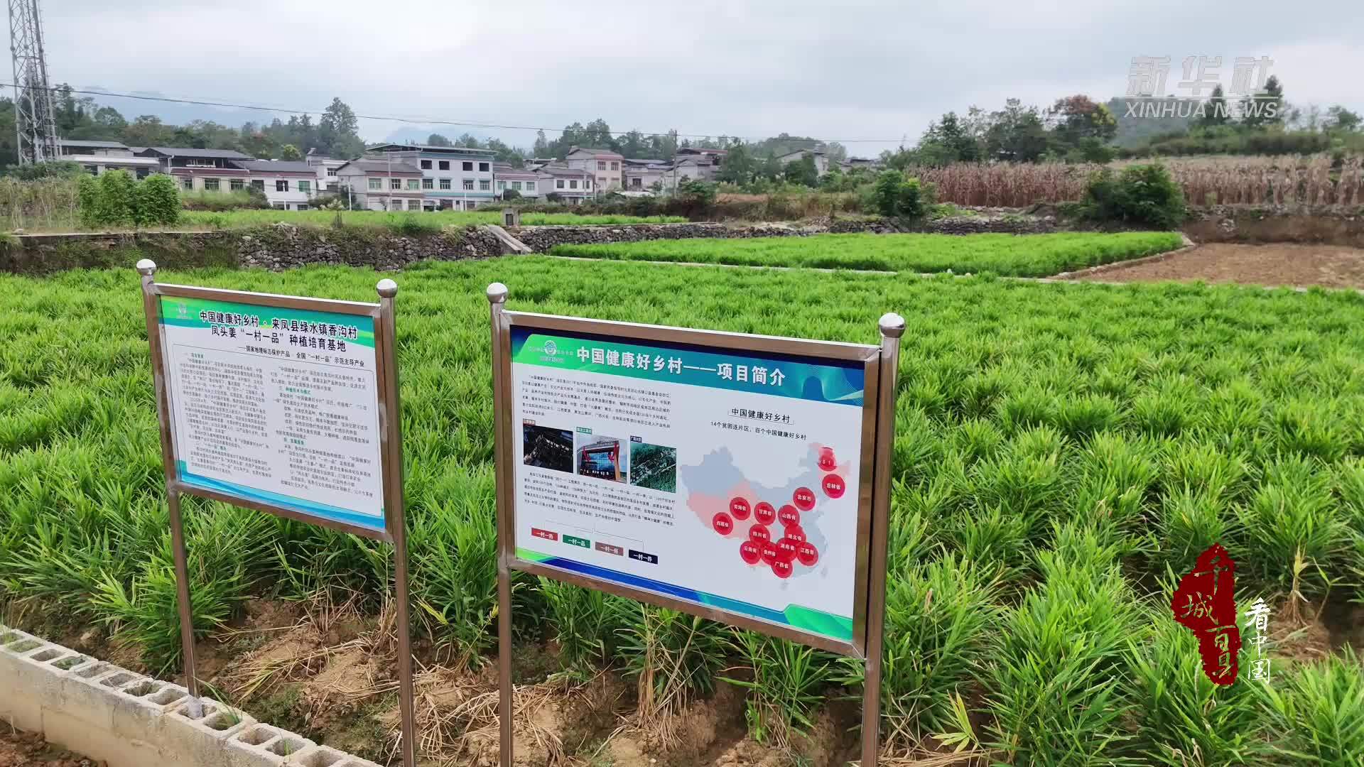 千城百县看中国｜湖北来凤：一锅仔姜鸭 土家中秋味
