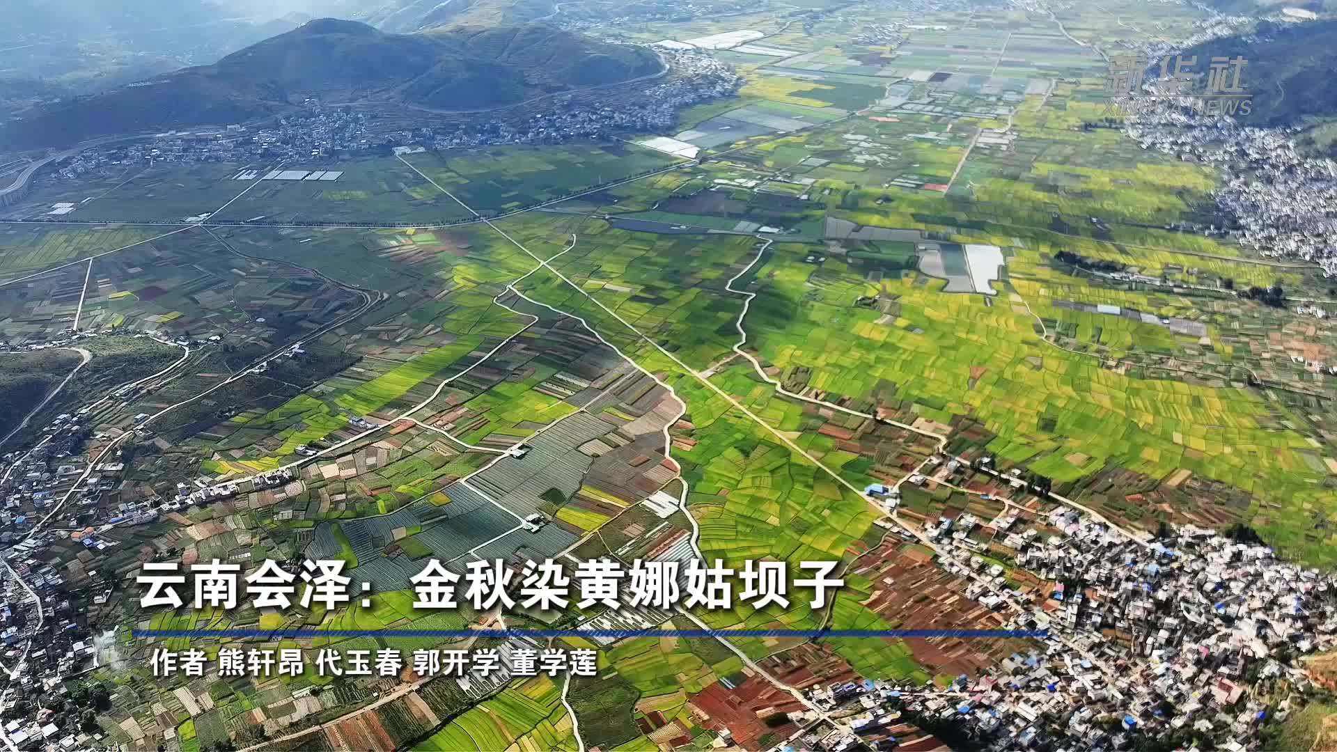 云南会泽：金秋染黄娜姑坝子