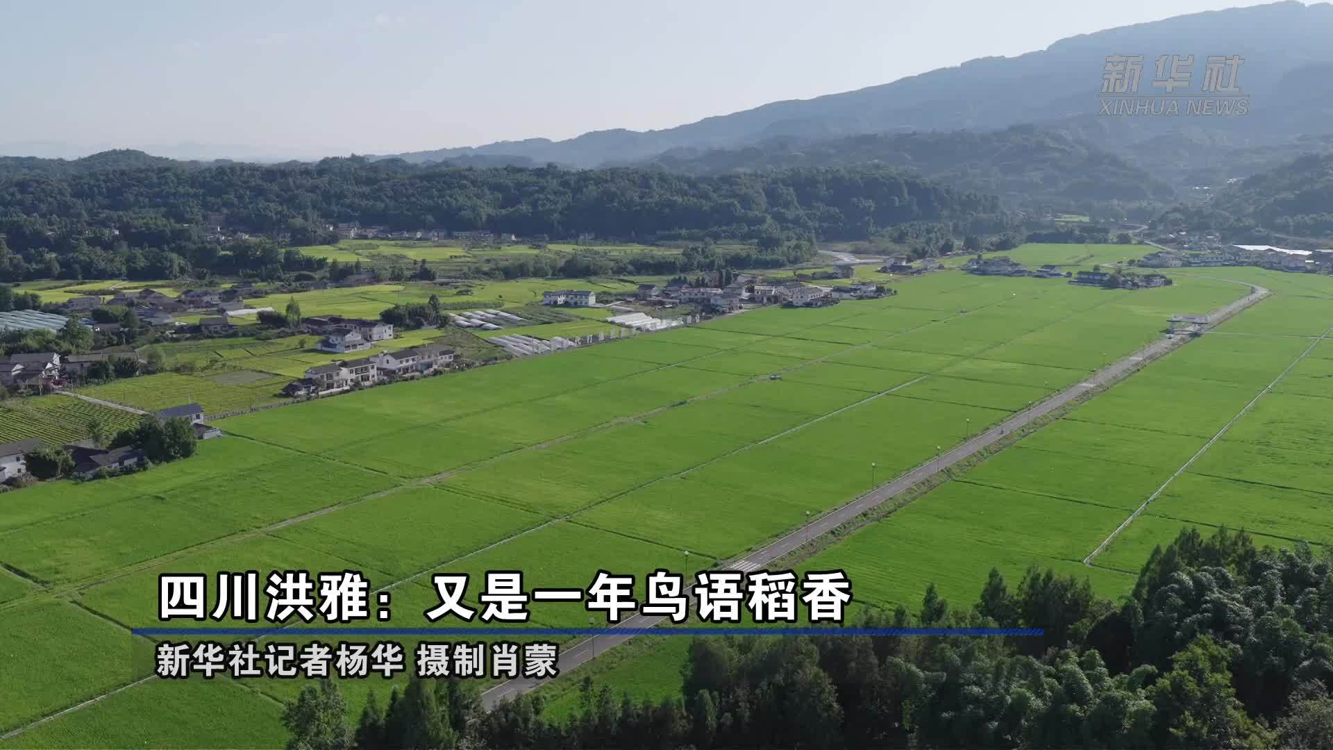 四川洪雅：又是一年鸟语稻香