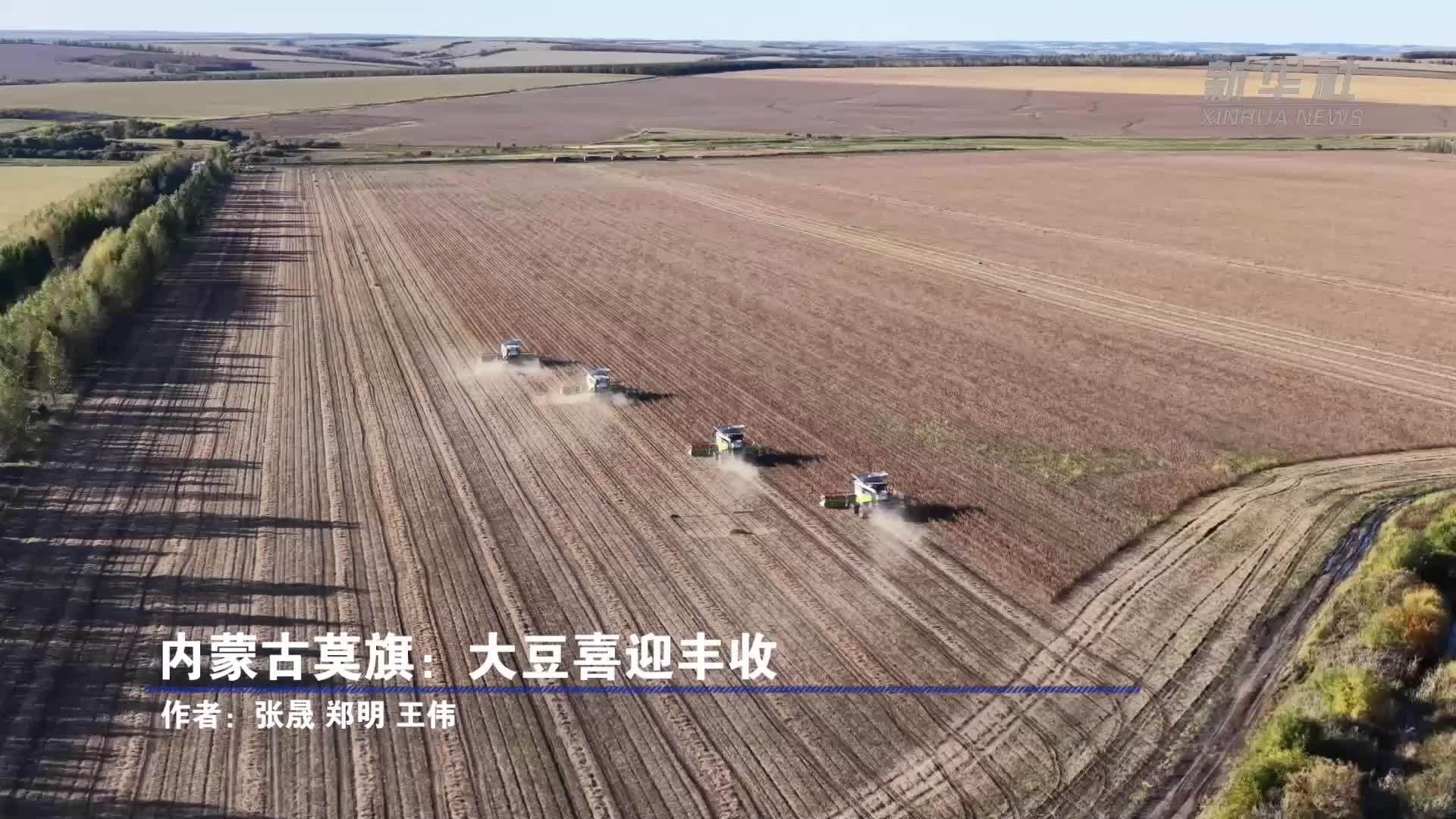 内蒙古莫旗：大豆喜迎丰收