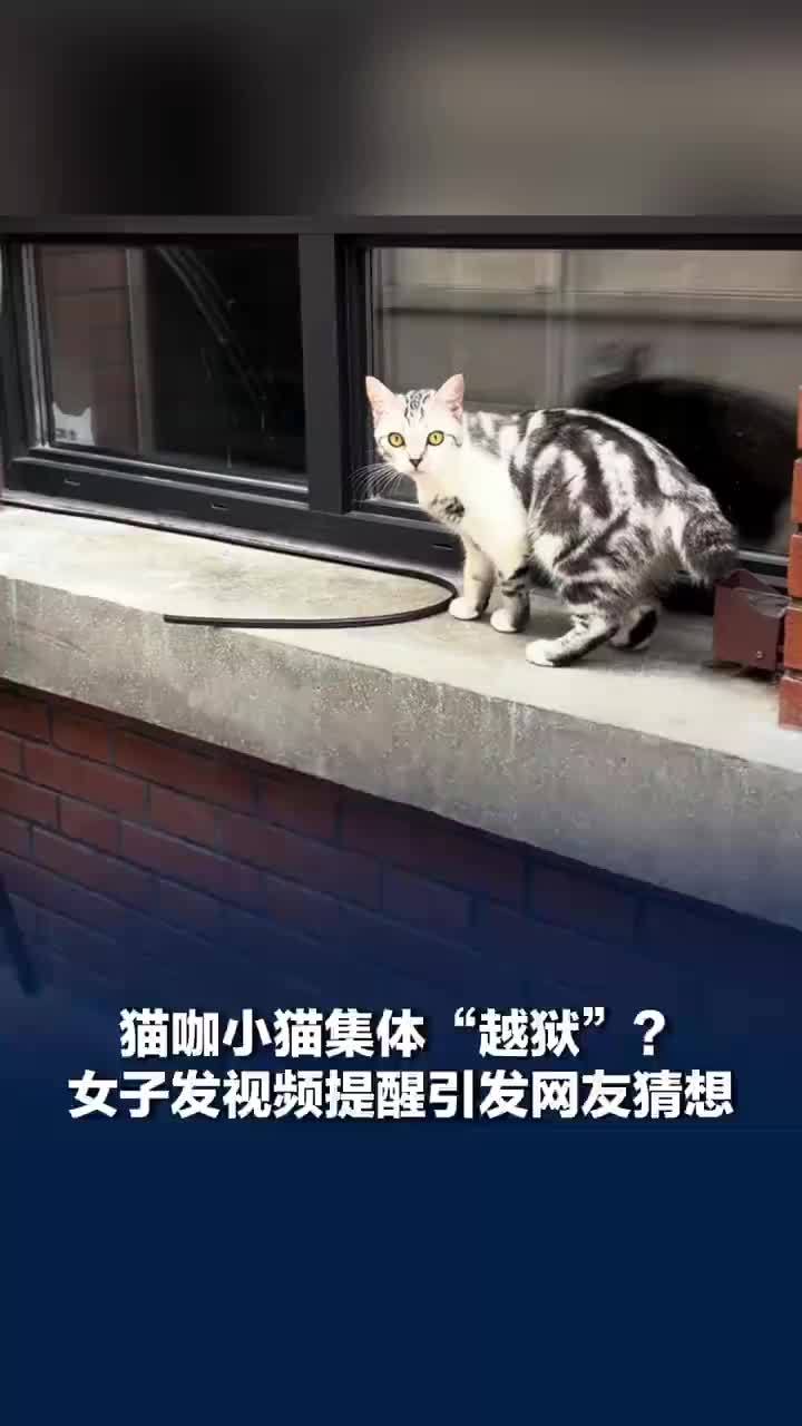 猫咖小猫集体越狱，猫咖老板：店里收养了55只猫，已加强门窗管理