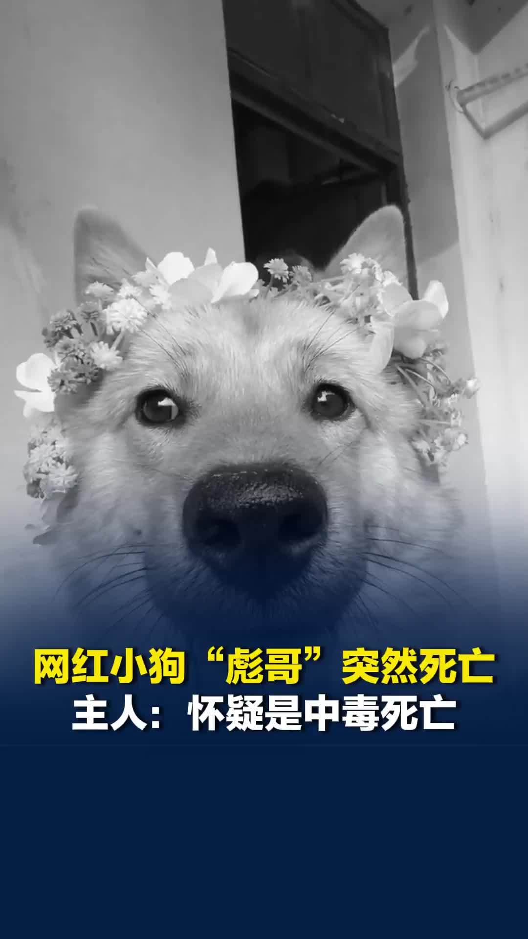 网红小狗“彪哥”突然死亡，主人：怀疑是中毒死亡，希望大家不要因此而伤心