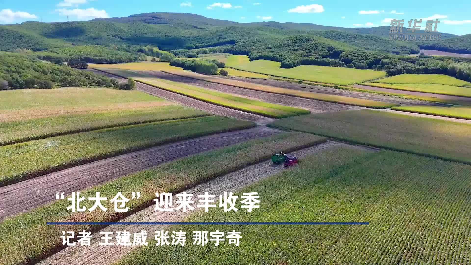 “北大仓”迎来丰收季