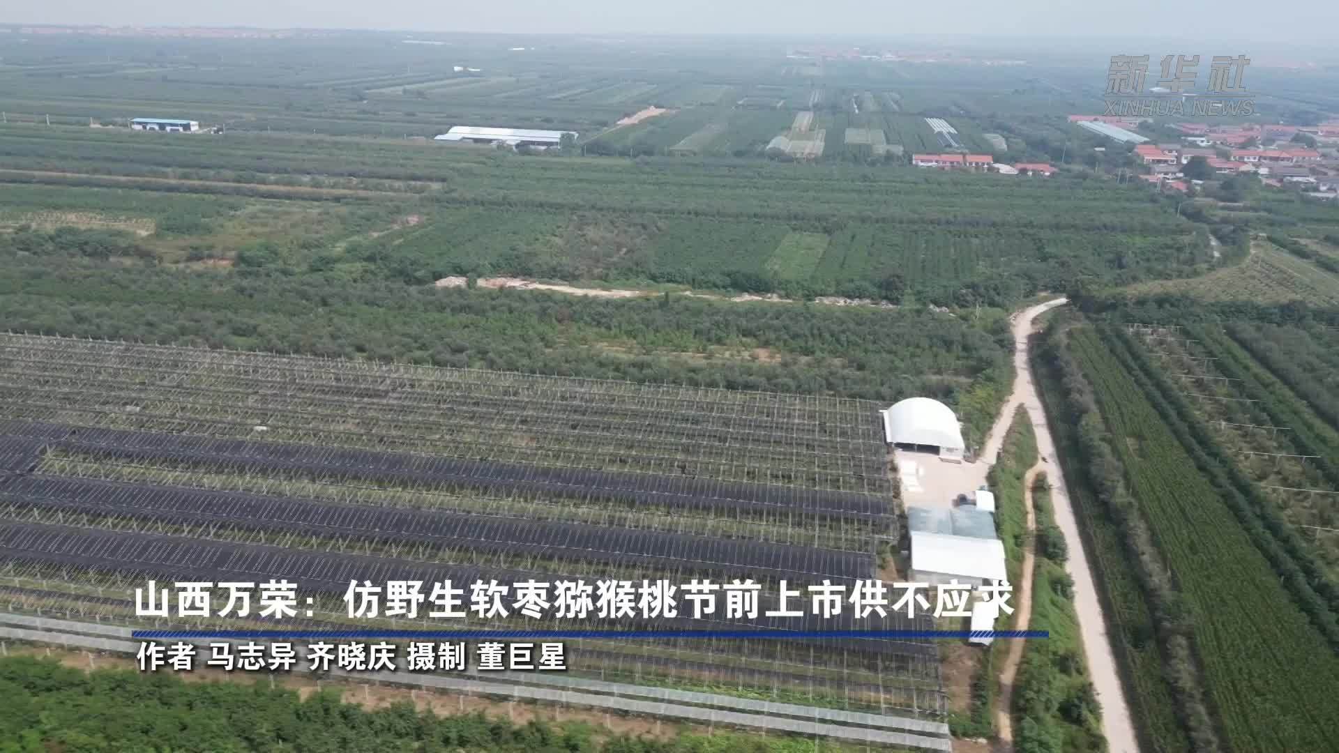 山西万荣：仿野生软枣猕猴桃节前上市供不应求