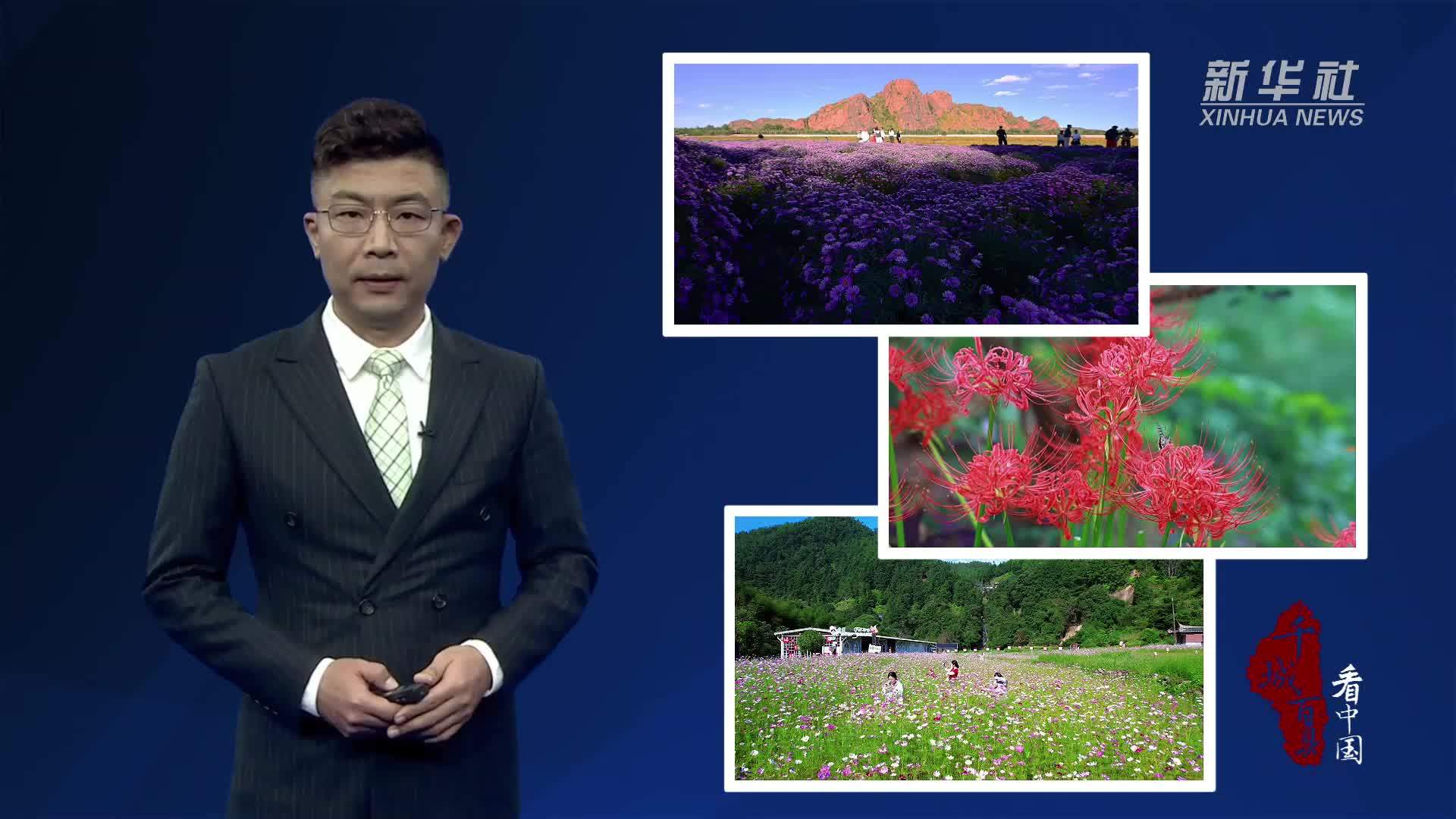 千城百县看中国｜南北花海“接力”邂逅秋日浪漫