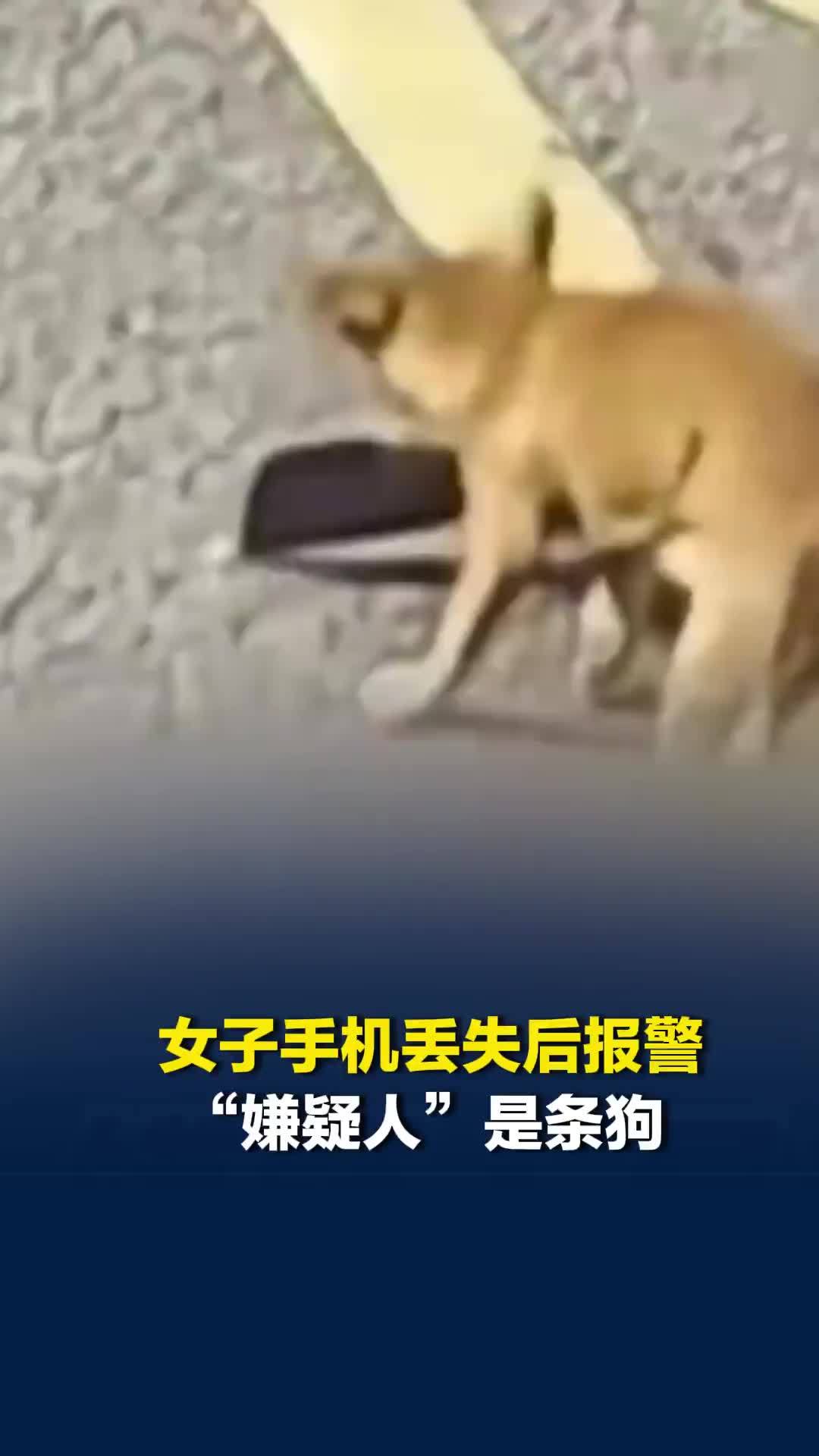 女子手机丢失后报警，警察查监控发现“嫌疑人”竟是一条狗