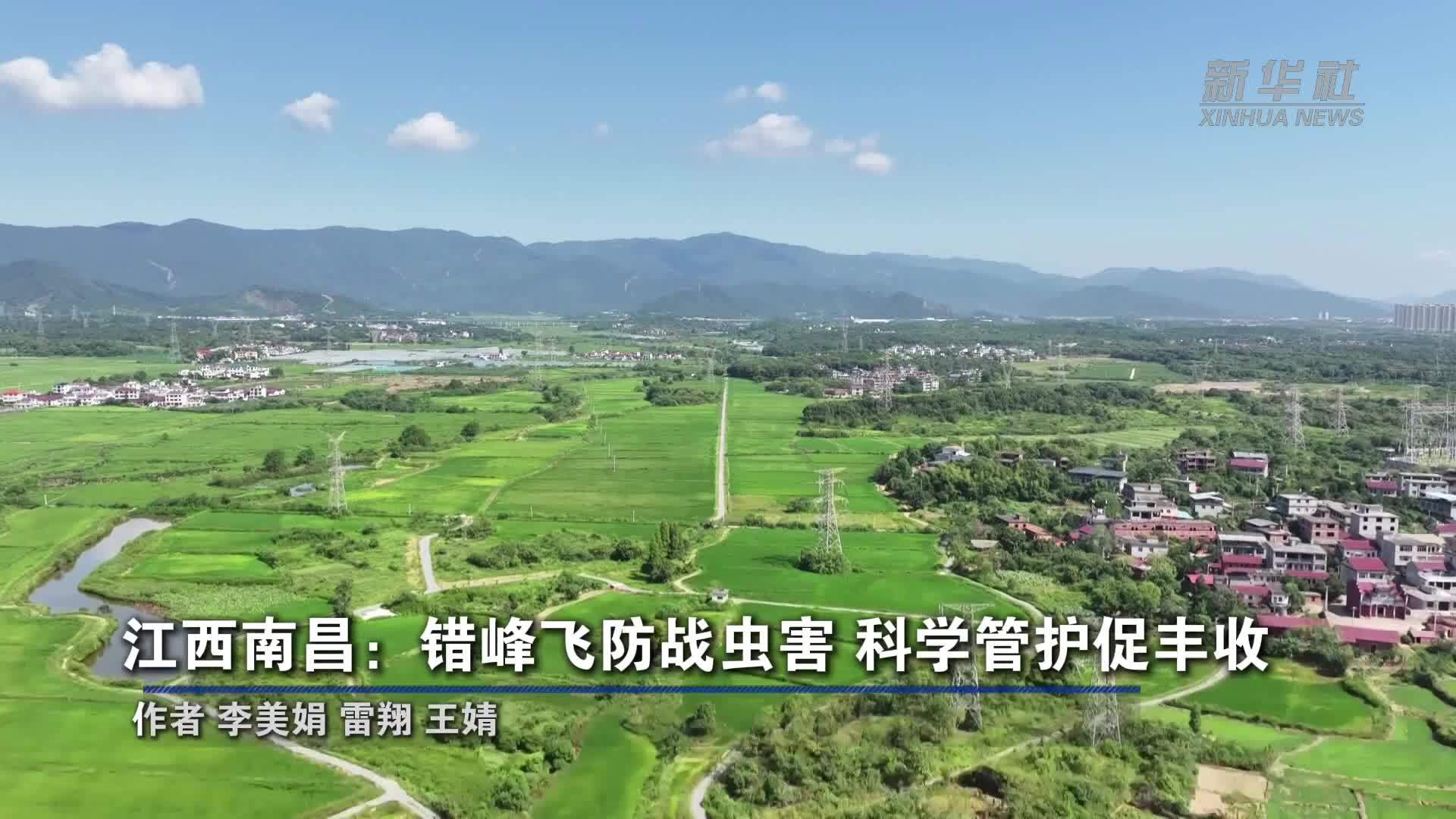 江西南昌：错峰飞防战虫害 科学管护促丰收