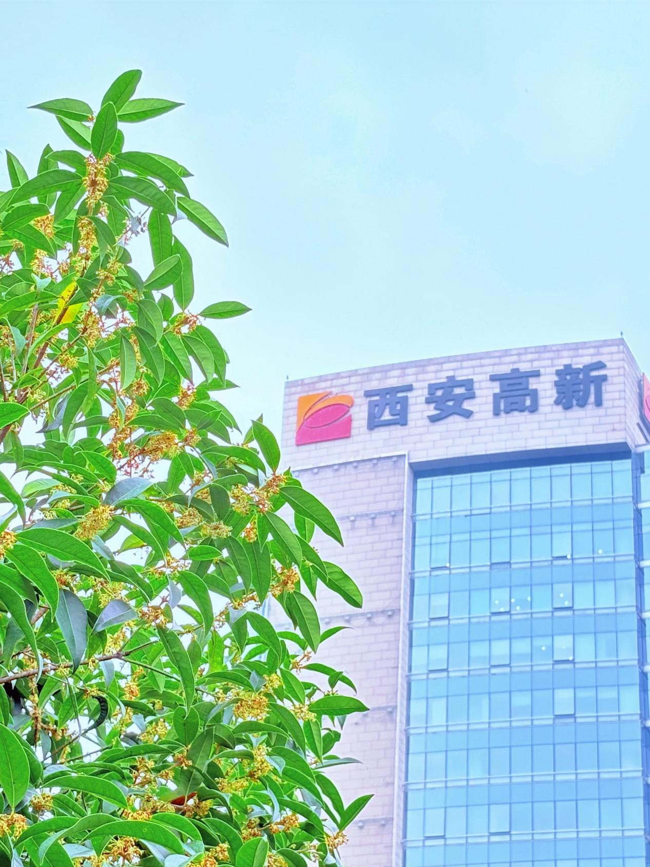 太香咧!在高新被桂花“腌”入味了
