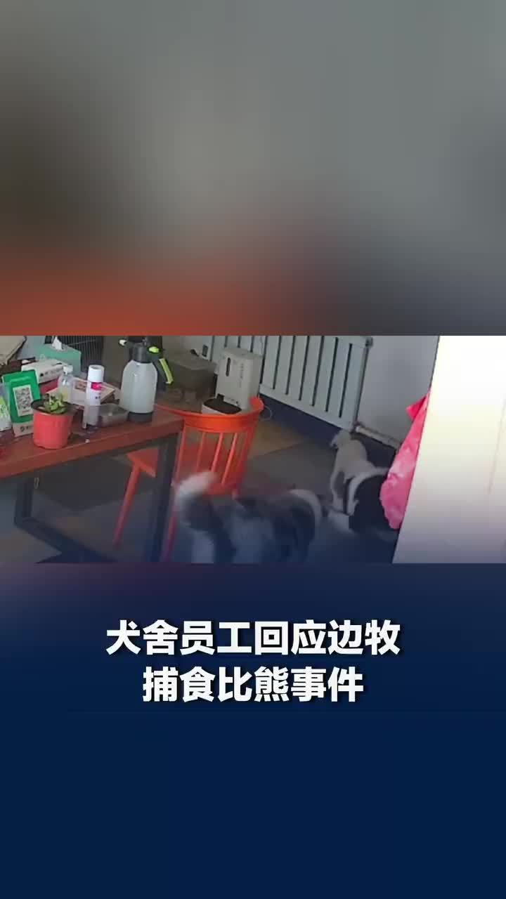 被质疑起号？犬舍边牧吃掉比熊事件最新进展