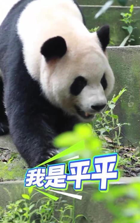 两只即将赴美的大熊猫长啥样?