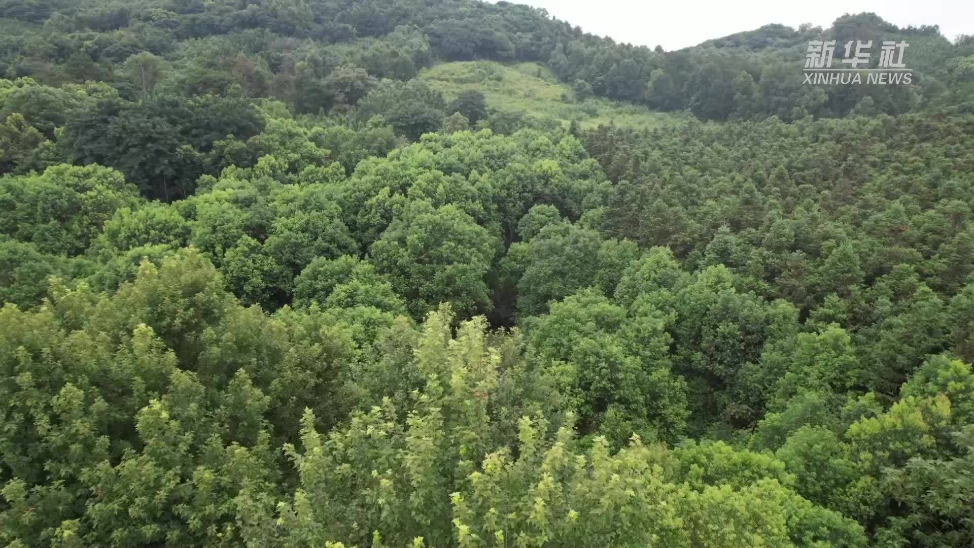 赓续长征精神 奋进复兴征程｜一位八旬老人与红军墓的故事