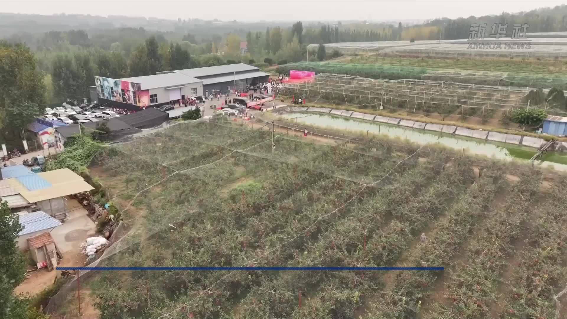 山东淄博：金秋梨园丰收忙