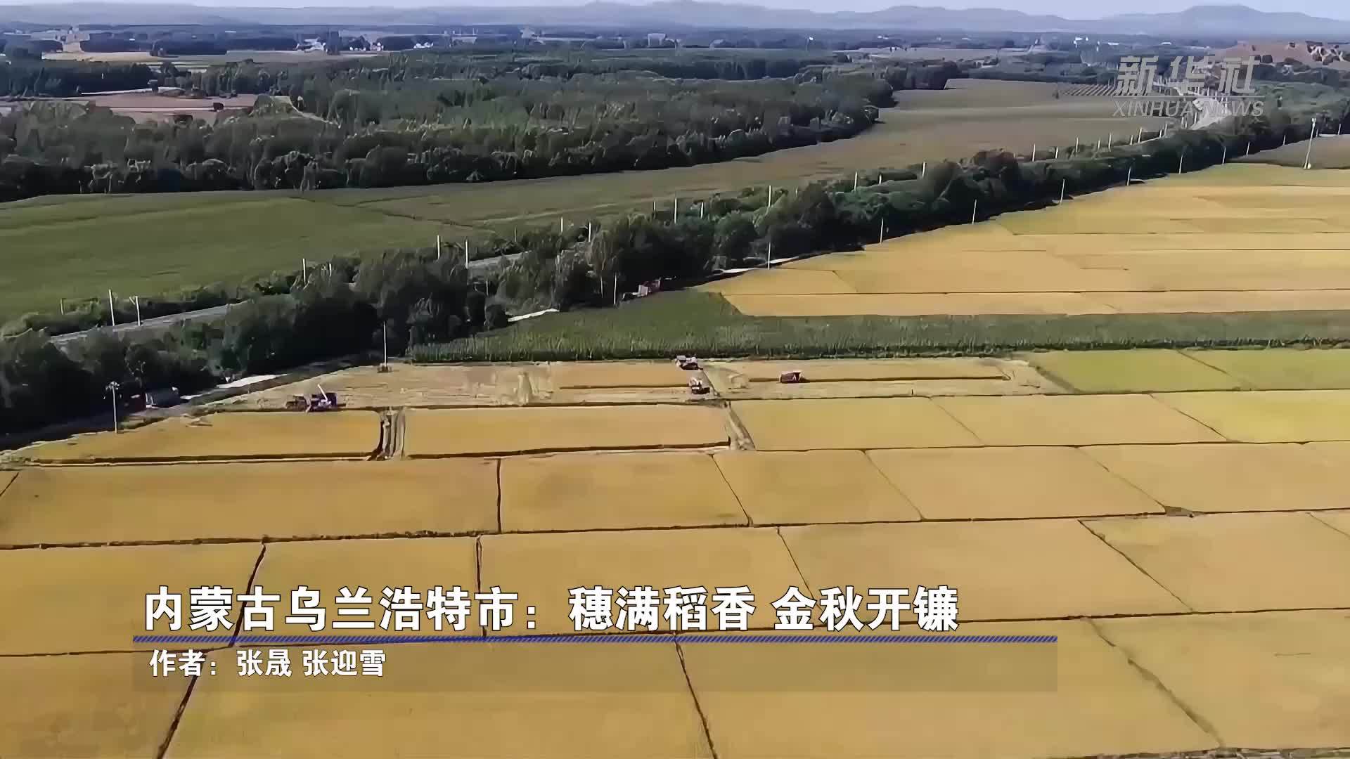 内蒙古乌兰浩特市：穗满稻香 金秋开镰