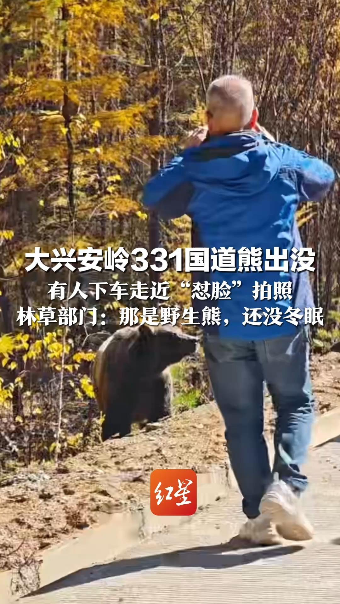 大兴安岭331国道熊出没 有人下车走近“怼脸”拍照 林草部门：那是野生熊，还没冬眠 近距离接触风险极大