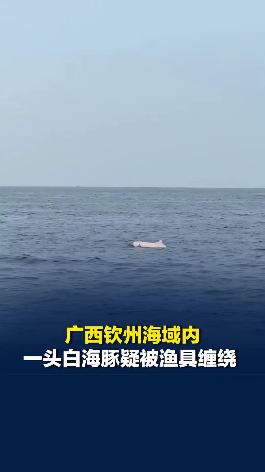 广西钦州海域内一头白海豚疑被渔具缠绕，当地海洋局回应：尚未锁定具体位置，正搜寻