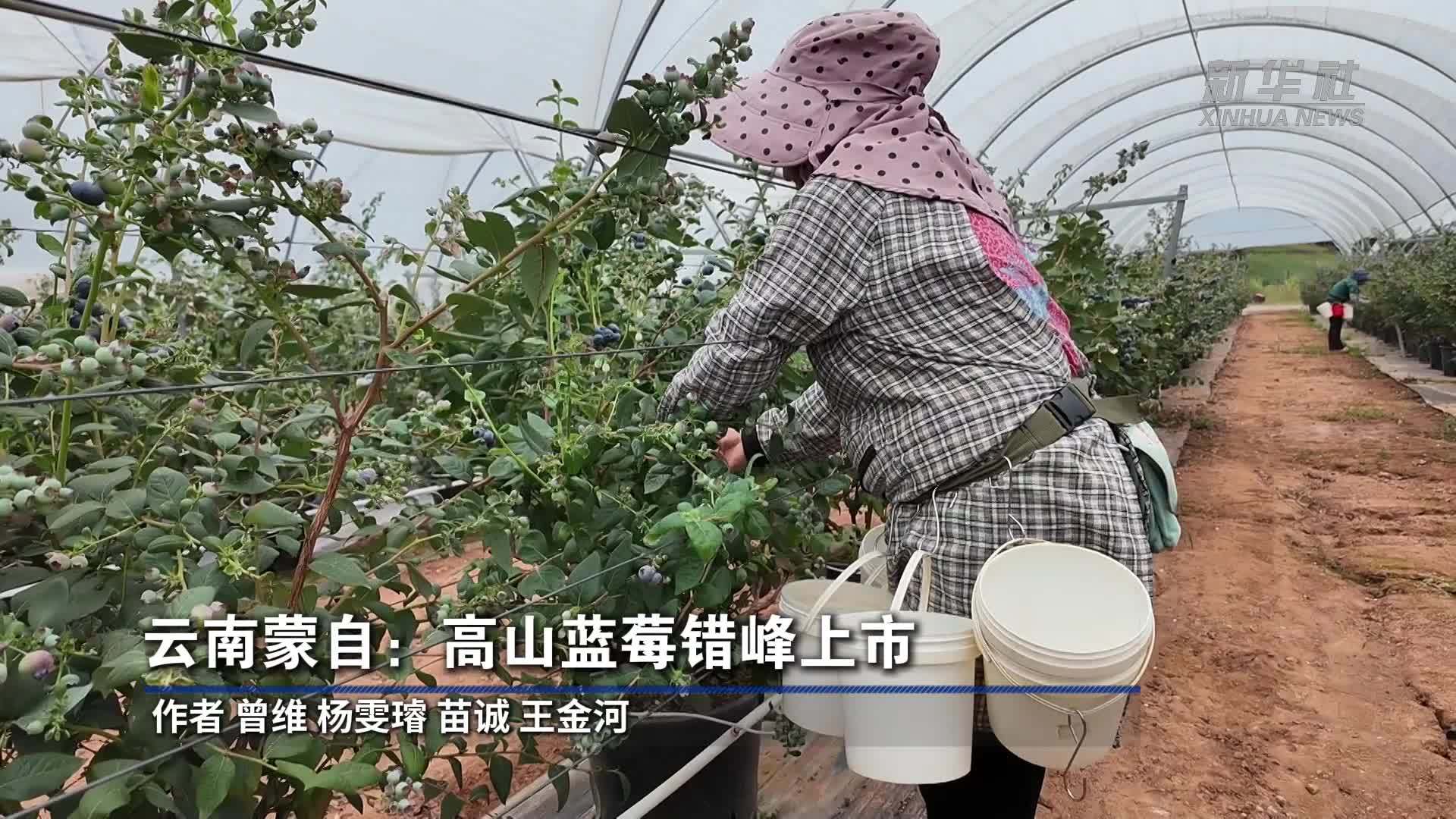 云南蒙自：高山蓝莓错峰上市