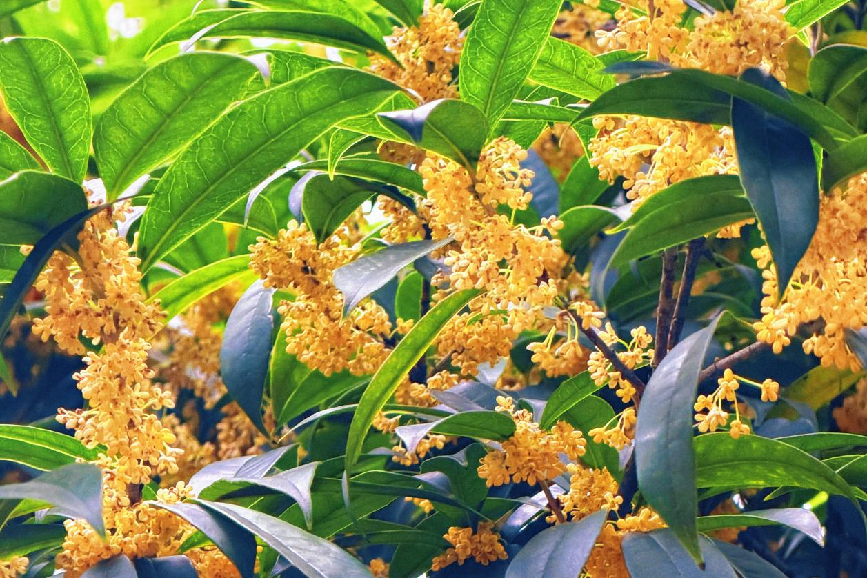 太香咧!在高新被桂花“腌”入味了