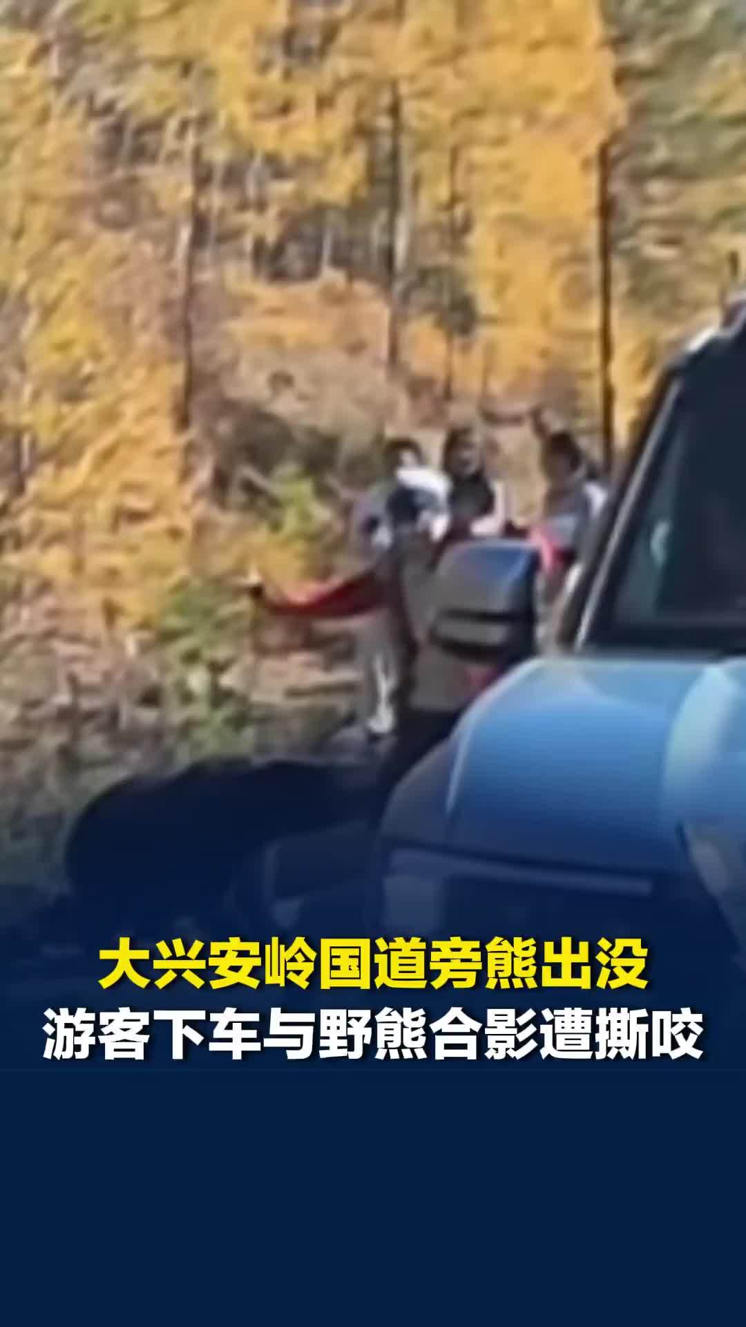 大兴安岭国道旁熊出没，游客下车与野熊合影遭撕咬，当地提醒：成年棕熊一掌可击碎车窗