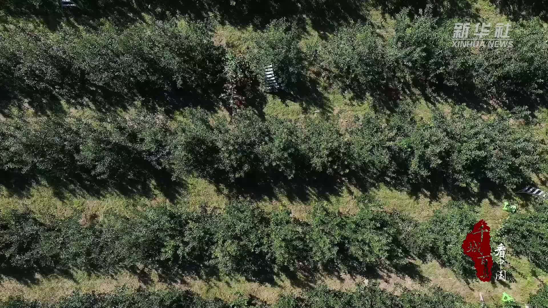 千城百县看中国｜内蒙古通辽：西辽河畔 丰收正浓
