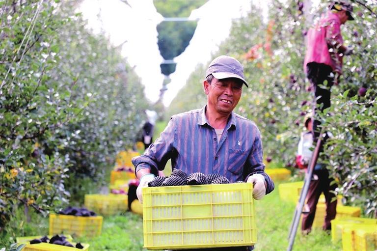 礼县永兴镇捷地村苹果丰收 礼县发布提供