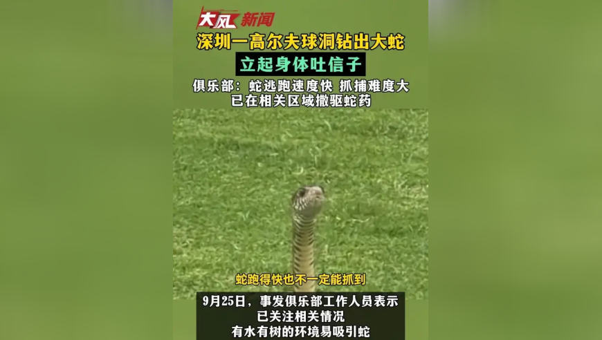 深圳一高尔夫球洞钻出大蛇 立起身体吐信子 俱乐部：蛇逃跑速度快 抓捕难度大 已在相关区域撒驱蛇药