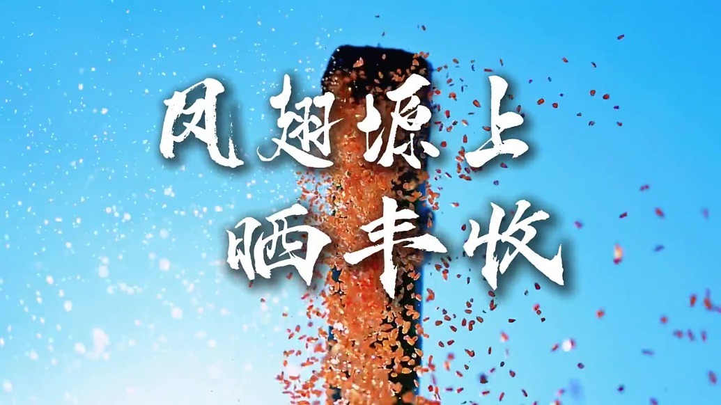 甘肃灵台一片好“丰”景　火红日子“晒”出来