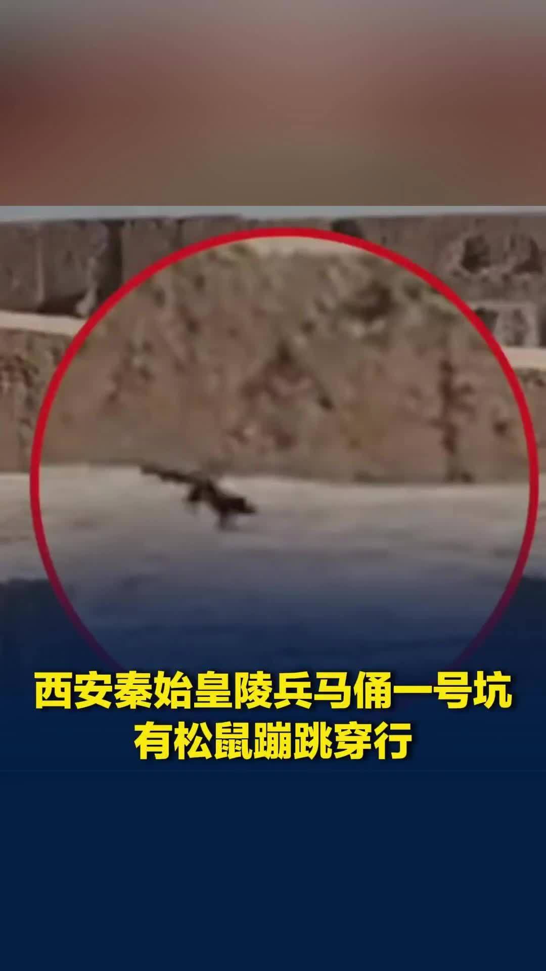 秦始皇陵兵马俑一号坑被拍到有松鼠蹦跳穿行，工作人员：未发现文物受影响