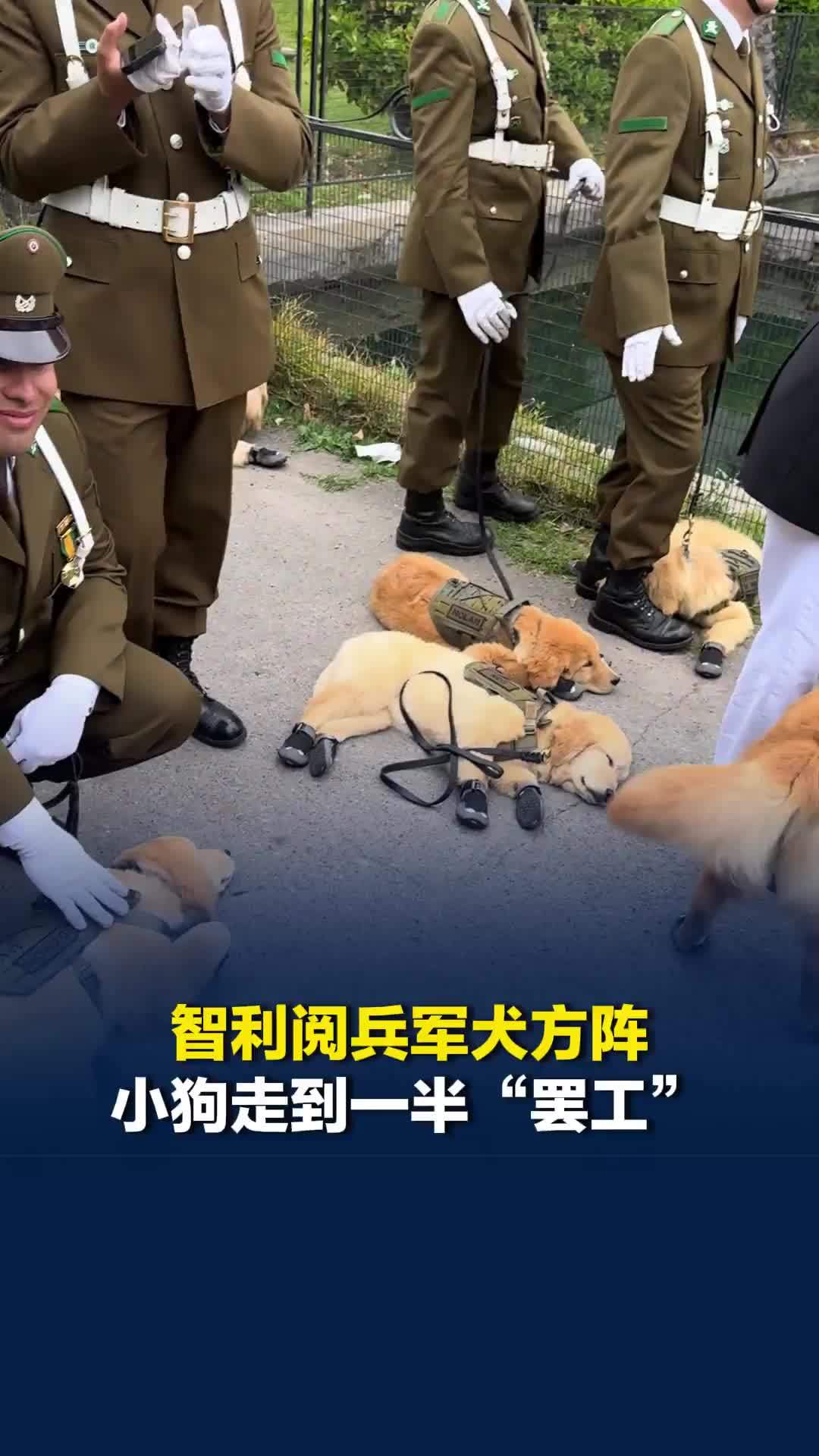 智利阅兵军犬方阵，小狗走到一半“罢工”，结束后累到“一地金毛”