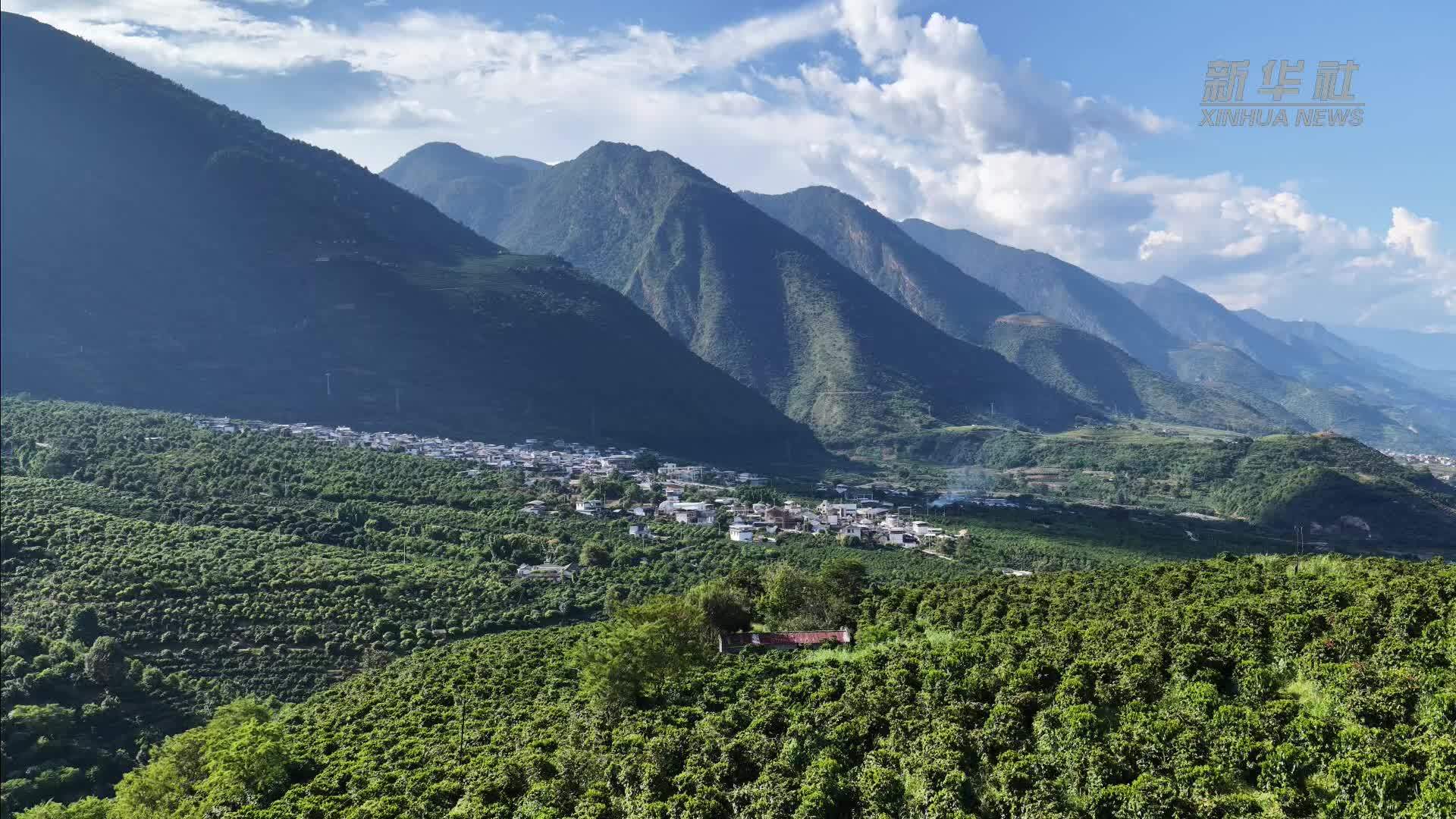 秋分至，云南保山咖啡“蓄力”足