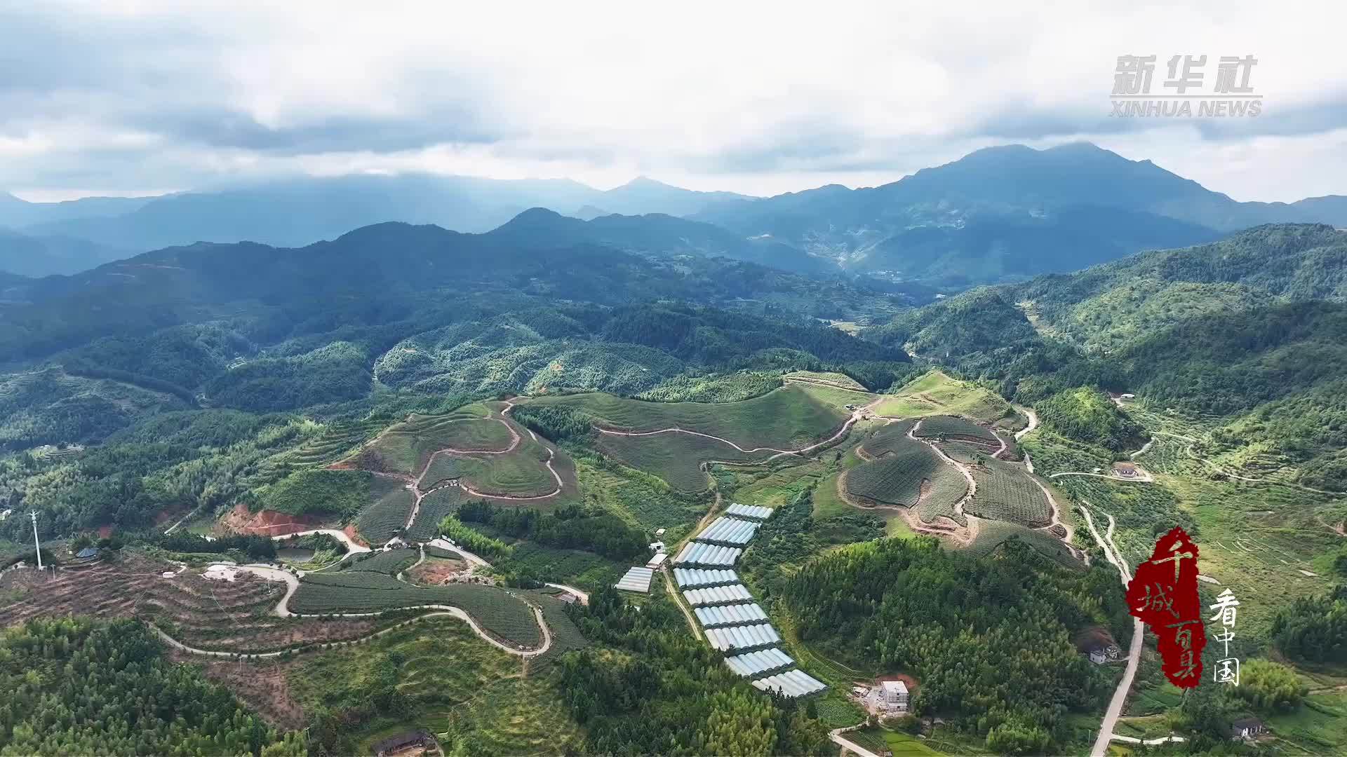 千城百县看中国丨福建德化：刺葡萄酿秋韵