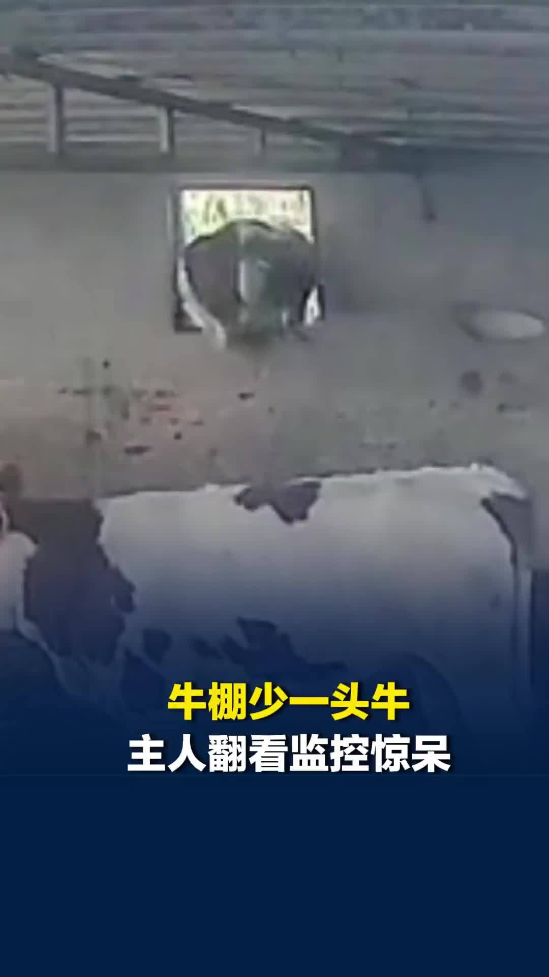 牛棚少一头牛，翻看监控发现大牛竟从狭小窗口纵身跳出，主人：脑袋CPU都快烧了