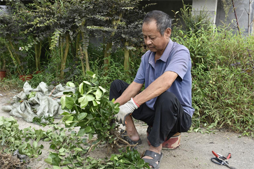 园艺师傅正在处理花苗