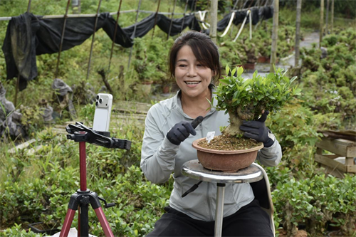 当地村民直播售卖栀子花盆栽