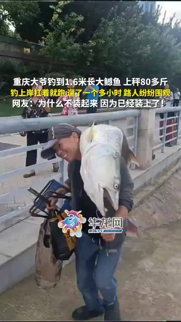 大爷钓到1.6米长大鳡鱼扛着就跑